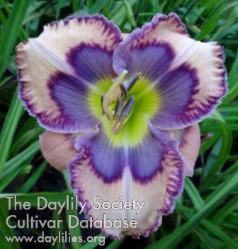 Daylily Love Is Blue